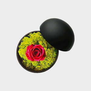 ؑ_Y Koichiro Kimura vU[uh t[{bNX flower of love hot pink [Y [ MtgFt[Mtg ]