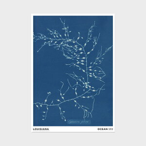 A2 CWAip |X^[ Anna Atkins - Cystoseira fibrosa [ k CeA  A[g  Ǌ| G ۉ i ]