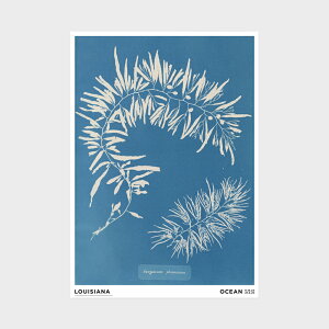 A2 CWAip |X^[ Anna Atkins - Sargassum plumosum [ k CeA  A[g  Ǌ| G ۉ i ]