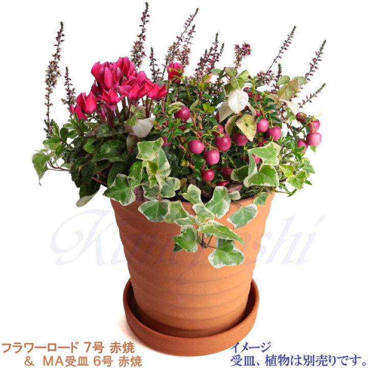 超ポイント祭 期間限定 安くて丈夫 おしゃれ 植木鉢 陶器 サイズ 21 5cm フラワーロード 7号 赤焼 Www iwearparts Com 超ポイント祭 期間限定 安くて丈夫 おしゃれ 植木鉢 陶器 サイズ 21 5cm フラワーロード 7号 赤焼 Www iwearparts Com