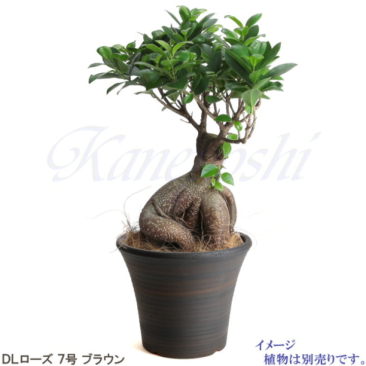 楽天市場】丈夫で長持ち 植木鉢 深鉢 ローズ ブラウン サイズ 7号 23cm 