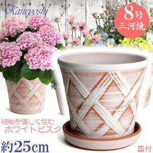 Mt Aؔ  n[û 8 zCgrXN MAM7t TCY 25cm O͏  픫 [^  F  { v^[ | K[fjO ^ ^   
