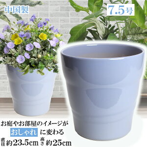 y󂠂z MBC24 u[ 7.5 Aؔ    TCY 23.5cm ďv   ƒ؉ K[fjO    i` k K[f a AWA eCXg 
