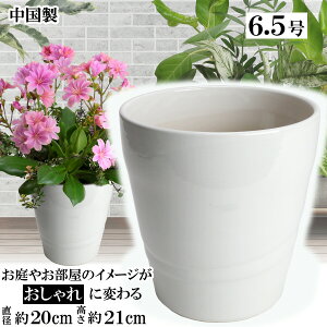 MBC19 zCg 6.5 Aؔ    TCY 20cm ďv   ƒ؉ K[fjO   i` k K[f a AWA eCXg v[g  蕨 