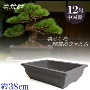~ ~͔  12 ED p Bonsai ` |~ ܗt  gt    ~    lp ^ ^ ^ G Aؔ TCY 38cm