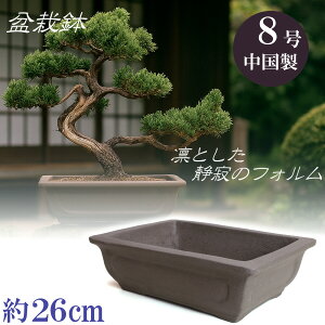 ~ ~͔  8 ED p Bonsai ` |~ ܗt  gt    ~    lp ^ ^ ^ G Aؔ TCY 26cm