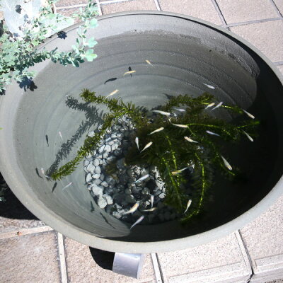 楽天市場 睡蓮鉢１５号 めだか鉢 金魚鉢 水鉢 鉢カバーにも 陶器 おしゃれ 大型 サイズ ４６cm 安くて丈夫 日本製 三河焼 手造り エンシャント 植木鉢 メダカ鉢 七輪のどっちゃん