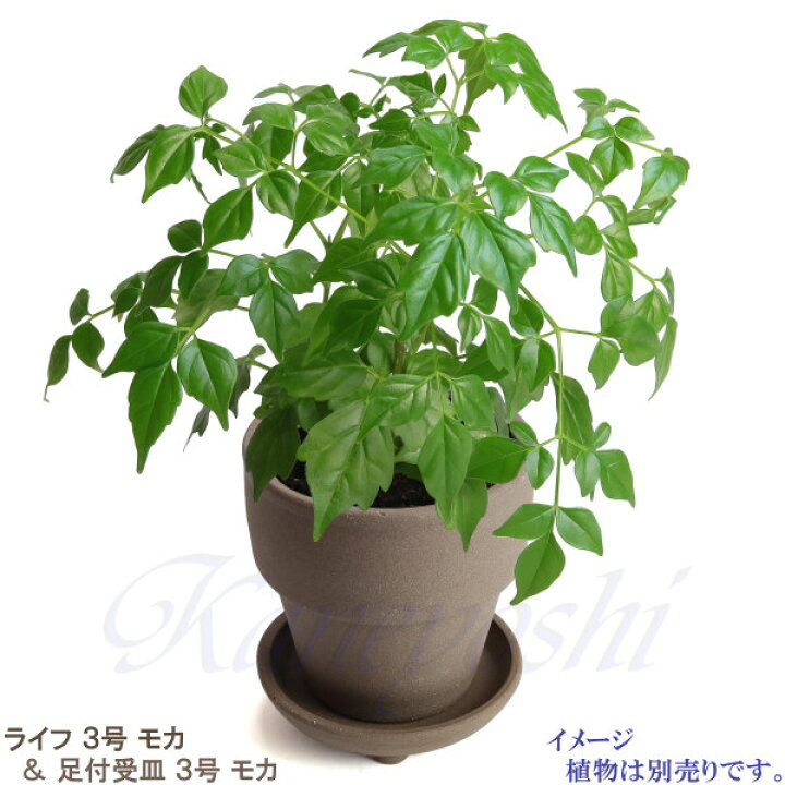 楽天市場 足つき受皿付き 植物にやさしい ライフ モカ セット 3号 9 3cm 三河焼 植木鉢 陶器 素焼き おしゃれ 陶器鉢 安くて植物に良い鉢 プランター 園芸資材 ガーデニング 植木鉢 大型 小型 室内 屋内 屋外 日本製 植木鉢 かわいい 園芸用品 足付き 受皿 水受け皿 9cm