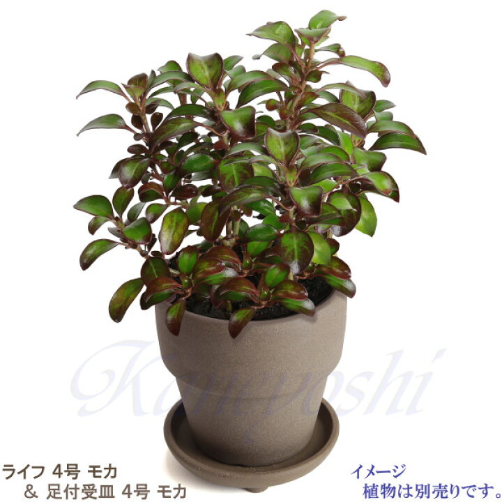 楽天市場 植物にやさしい ライフ モカ 4号 12 5cm 三河焼 植木鉢 陶器 素焼き おしゃれ 陶器鉢 安くて植物に良い鉢 プランター 園芸資材 ガーデニング 植木鉢 大型 小型 室内 屋内 屋外 日本製 植木鉢 かわいい 園芸用品 植木鉢 メダカ鉢 七輪のどっちゃん