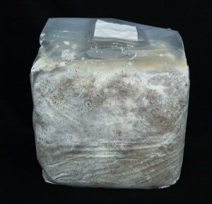 YSOV[YIJێubN@YSO|3500ccJ^PiNkM100j