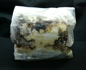 カワラ菌床材（産卵木）　Lサイズ　1本入り ☆クワガタの産卵、産卵床、オオクワの産卵