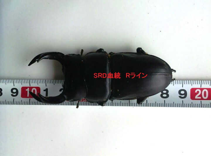 楽天市場】SRD血統！ 国産オオクワガタ オス80.7ミリ メス50 