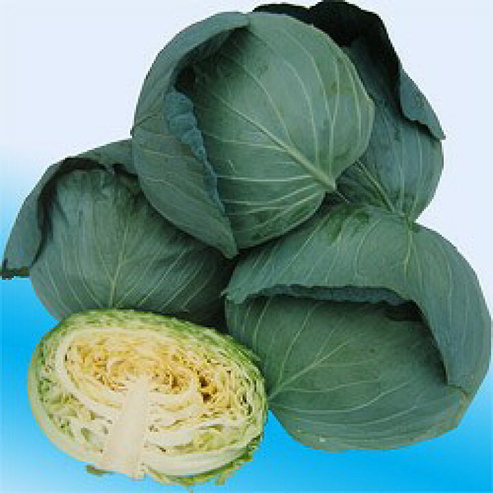 楽天市場】キャベツ種子 渡辺農事 野菜の種 味珠(あじたま) 2000粒 : e-たねや 楽天市場】キャベツ種子 渡辺農事 野菜の種 味珠(あじたま) 2000粒 : e-たねや