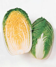 白菜種子 タキイ種苗 オレンジクイン 野菜の種 小袋 黄芯秋冬どり白菜