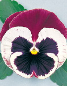 pW[q TJ^̃^l LRA o[i 1000 TJ^  im[}qj