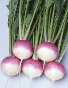 カブ種子 サカタのタネ 野菜の種 あやめ雪 小袋