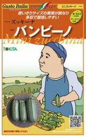 楽天市場 花ズッキーニの通販