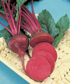 楽天市場 ビーツ 種の通販