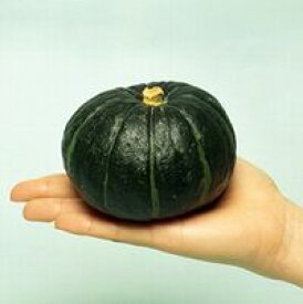 ミニカボチャ種子 ヴィルモランみかど 坊ちゃん小袋