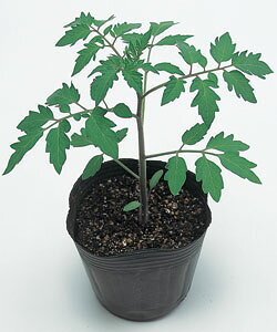 ؗpg}gq ^LCc {` 1000