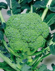 ubR[q@TJ^̃^l@Η@20ml