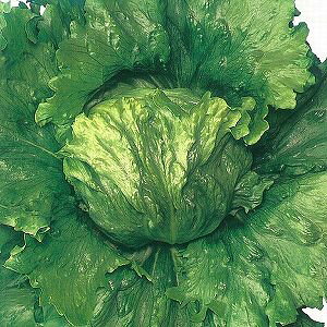 ^Xq ؂̎ lA LXp[ LR[g5000