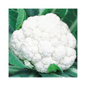 カリフラワー種子 武蔵野種苗園 雪まつり 20ml袋