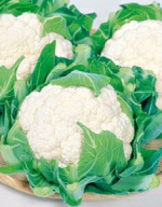 Jt[q TJ^̃^l obN ؂̎ 