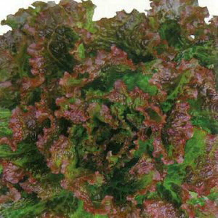 楽天市場 リーフレタス種子 横浜植木 キュアレッド2号 Lコート5000粒 ｅ たねや