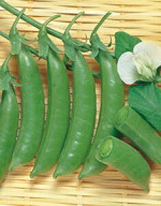 GhEq TJ^̃^l 邠GhE XibN 