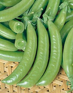 GhEq TJ^̃^l ȂGhE XibN2 