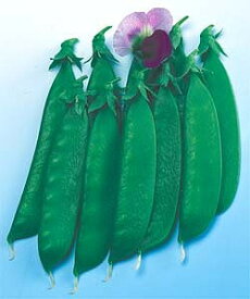 キヌサヤエンドウ豆種子 タキイ種苗 矮性赤花絹莢 （赤花・つるなし） 小袋