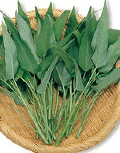 ؎q TJ^̃^l ؂̎ Gc@C(ȁAS) 