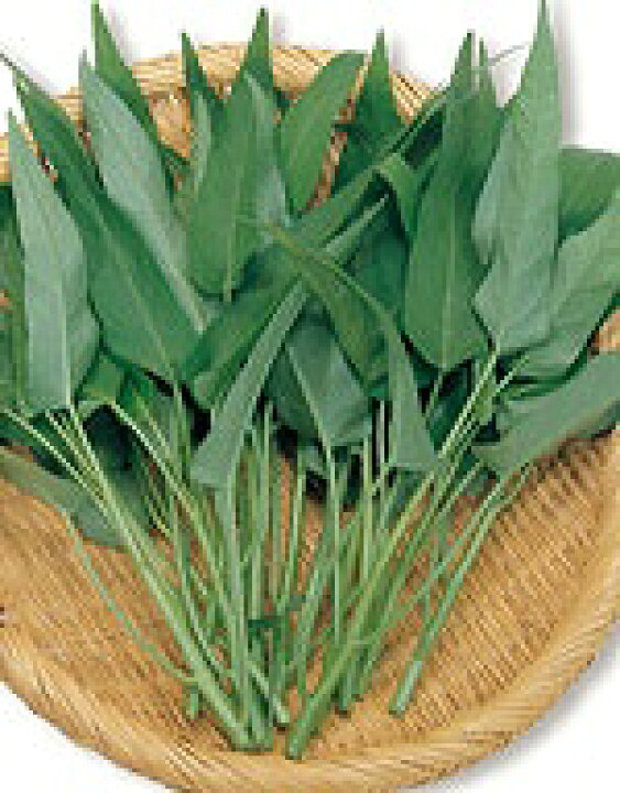 楽天市場 中国野菜種子 サカタのタネ 野菜の種 エンツァイ あさがおな 空心菜 小袋 e たねや 楽天市場 中国野菜種子 サカタのタネ 野菜の種 エンツァイ あさがおな 空心菜 小袋 e たねや