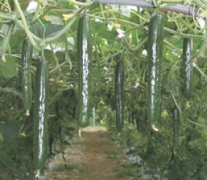 LEq ʌ琬 teBA ؂̎ 350