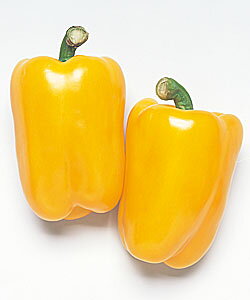 J[s[}q ^LCc t[sCG[ 500