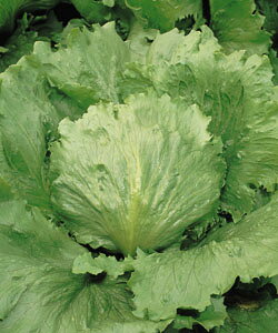 ^Xq ^LCc ɑVXR ybg150