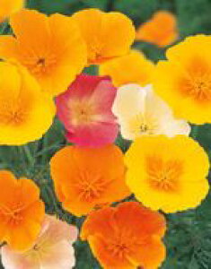 ԕHq TJ^̃^l Ԃ̎ d炫