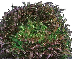 t^Xq lA nTbh1 LR[g5000