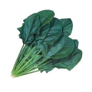 ほうれん草種子 カネコ種苗 ハンター M3万粒