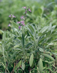 セージ 種の人気商品 通販 価格比較 価格 Com