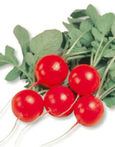 卪q TJ^̃^l  ͂卪 