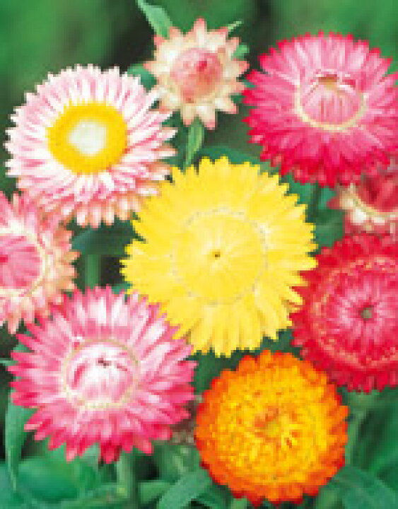 楽天市場 花種子 サカタのタネ 花の種 ヘリクリサム 帝王貝細工 花の種モンストローサ小袋 ｅ たねや