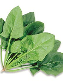 ほうれん草種子 サカタのタネ アトラス法蓮草 1dl 約4000粒入