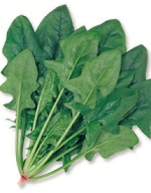 ほうれん草種子 サカタのタネ まほろば法蓮草 1dl