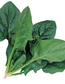 ほうれん草種子 サカタのタネ ミラージュ 法蓮草 M3万粒