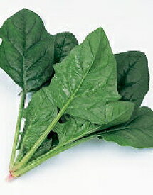 ほうれん草種子 サカタのタネ クロノス 法蓮草 M3万粒