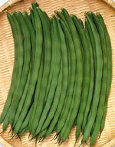 ȂCQq TJ^̃^l TNTNq 1L