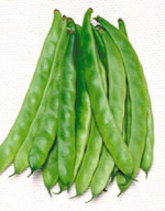 ȂCQq TJ^̃^l ȂWr[m 