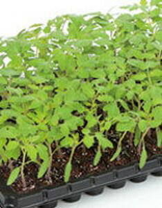 g}gp؎q TJ^̃^l AVXg TJ^  1000